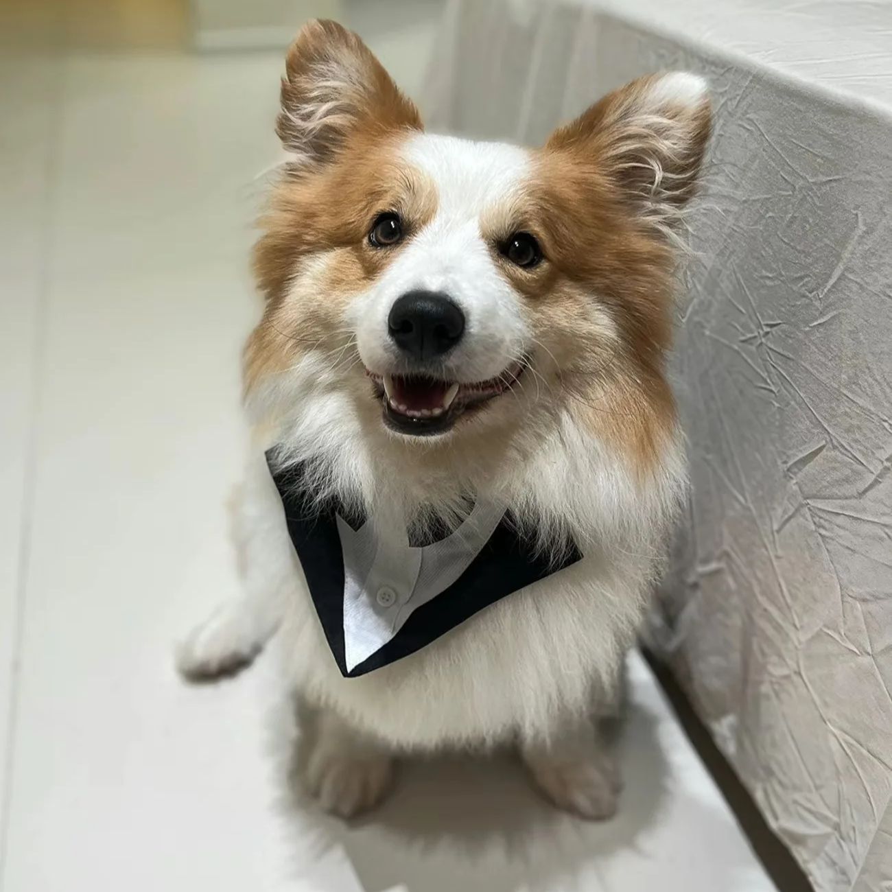 Hundekleidung: Modischer Party – Suit Supply Wedding Party Bewertung und Preis